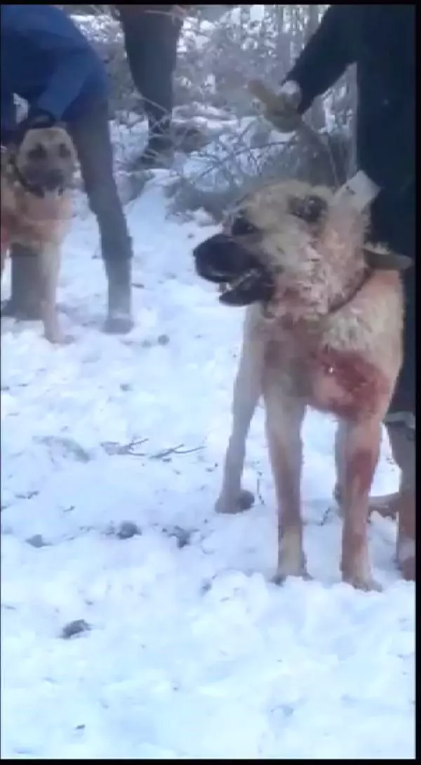 Ormanda köpek dövüştüren 4 kişiye gözaltı Ormanda köpek dövüştüren 4 kişiye gözaltı
