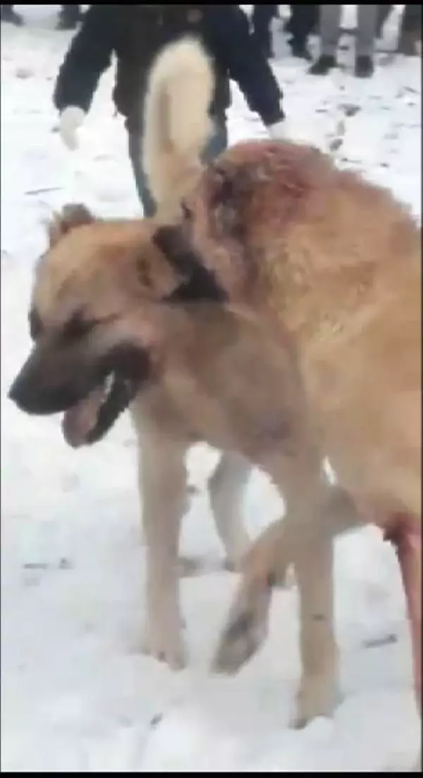 Ormanda köpek dövüştüren 4 kişiye gözaltı Ormanda köpek dövüştüren 4 kişiye gözaltı