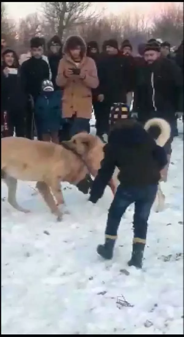 Ormanda köpek dövüştüren 4 kişiye gözaltı Ormanda köpek dövüştüren 4 kişiye gözaltı