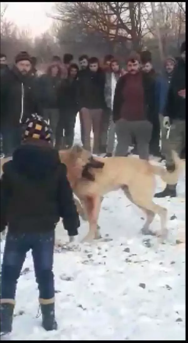 Ormanda köpek dövüştüren 4 kişiye gözaltı Ormanda köpek dövüştüren 4 kişiye gözaltı