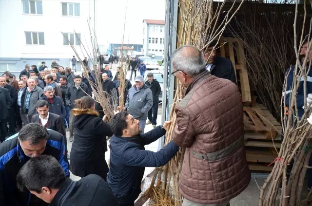 Çorum'da süneyle mücadele için 4 bin karadut fidanı dikilecek