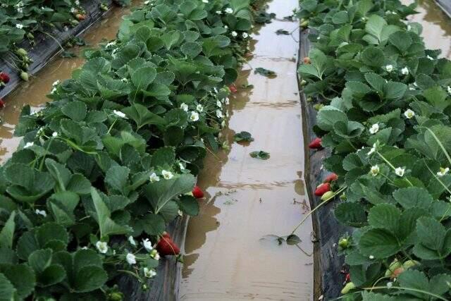 Kadın öğretmen aracıyla suda mahsur kalınca büyük panik yaşadı