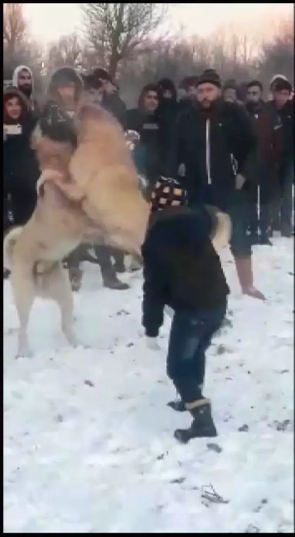 Köpek dövüşünü 'WhatsApp' üzerinden organize etmişler Köpek dövüşünü 'WhatsApp' üzerinden organize etmişler