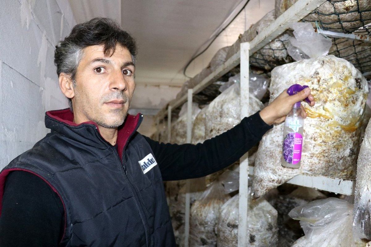 Vanlı mantar üreticisi, yaptığı karışımla yeşil küf hastalığına son verdi