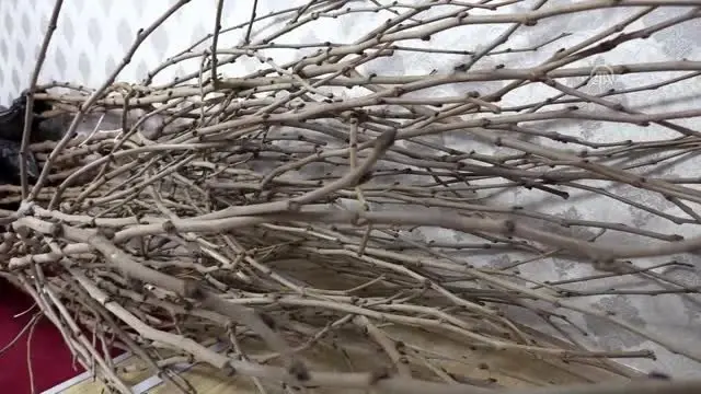 Süneyle mücadele için 4 bin karadut fidanı dikilecek