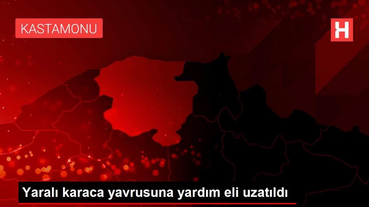 Yaralı karaca yavrusuna yardım eli uzatıldı