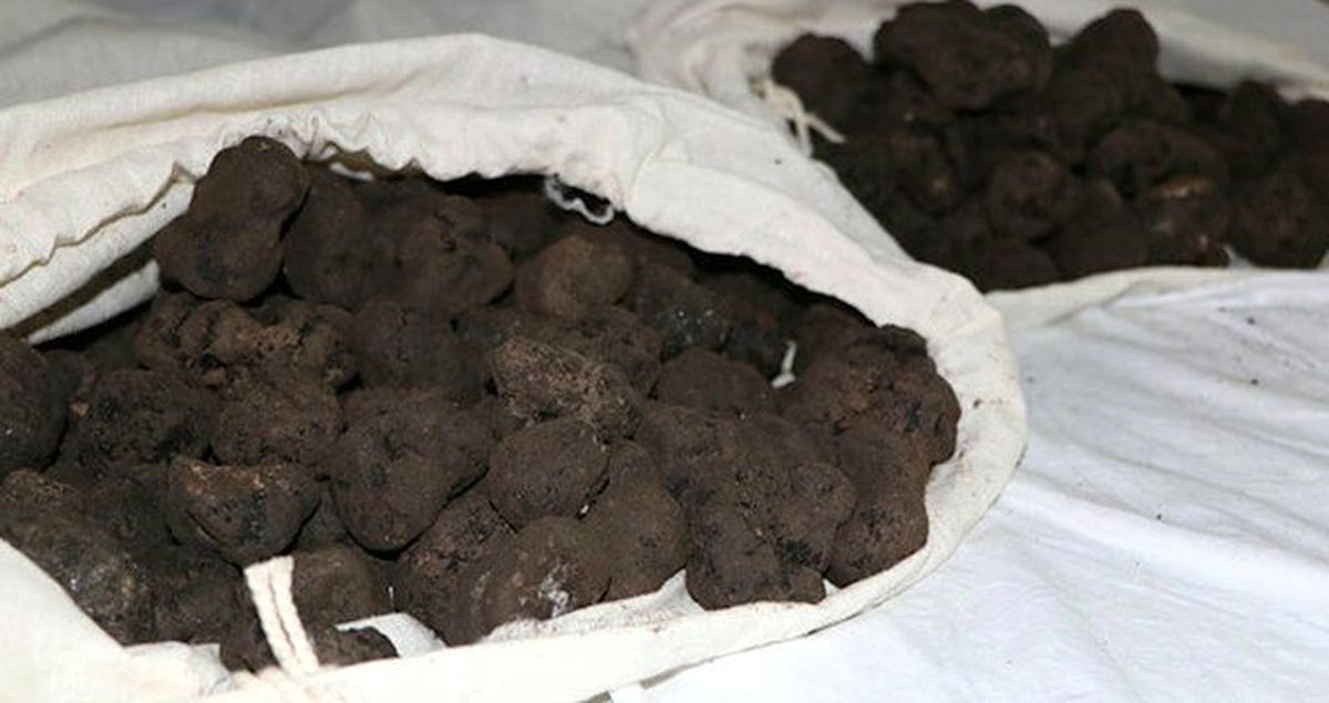Van'da ele geçirilen 80 kilogram trüf mantarı, 27 bin 100 liraya satıldı