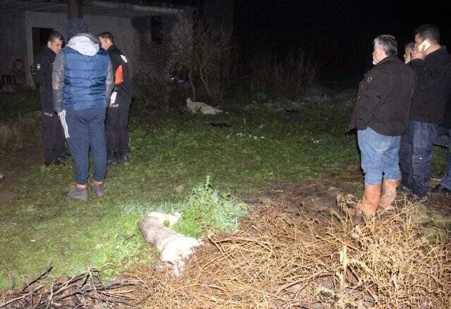 Portakal bahçesine dayısını kontrole giden yeğen, üzerinde 2 köpek olan parçalanmış cesediyle karşılaştı.