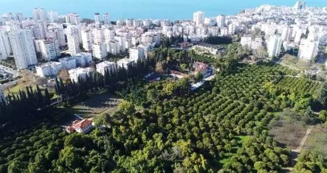 Avokado fidanı için bir yıl önceden sıraya giriyorlar Avokado fidanı için bir yıl önceden sıraya giriyorlar