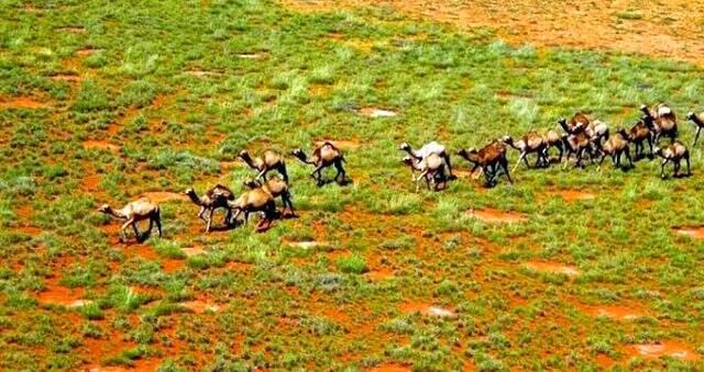 Avustralya'daki yangının faturası develere kesildi! Helikopterle vurulacaklar.
