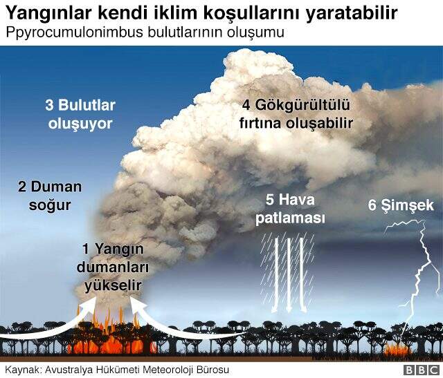 Avustralya yangını ne zaman çıktı? Avustralya yangını nerede çıktı? Avustralya yangınlarında kaç kişi öldü?