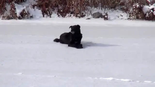 Kars Çayı'ndaki buz kütlesinde mahsur kalan köpeği itfaiye kurtardı Kars Çayı'ndaki buz kütlesinde mahsur kalan köpeği itfaiye kurtardı