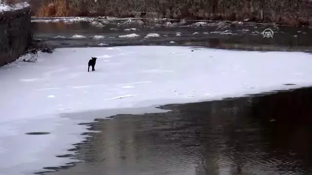 Kars Çayı'ndaki buz kütlesinde mahsur kalan köpeği itfaiye kurtardı Kars Çayı'ndaki buz kütlesinde mahsur kalan köpeği itfaiye kurtardı