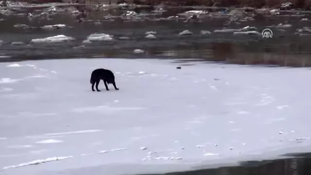Kars Çayı'ndaki buz kütlesinde mahsur kalan köpeği itfaiye kurtardı Kars Çayı'ndaki buz kütlesinde mahsur kalan köpeği itfaiye kurtardı