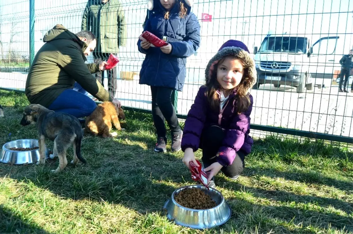 sokak köpekleri için mama
