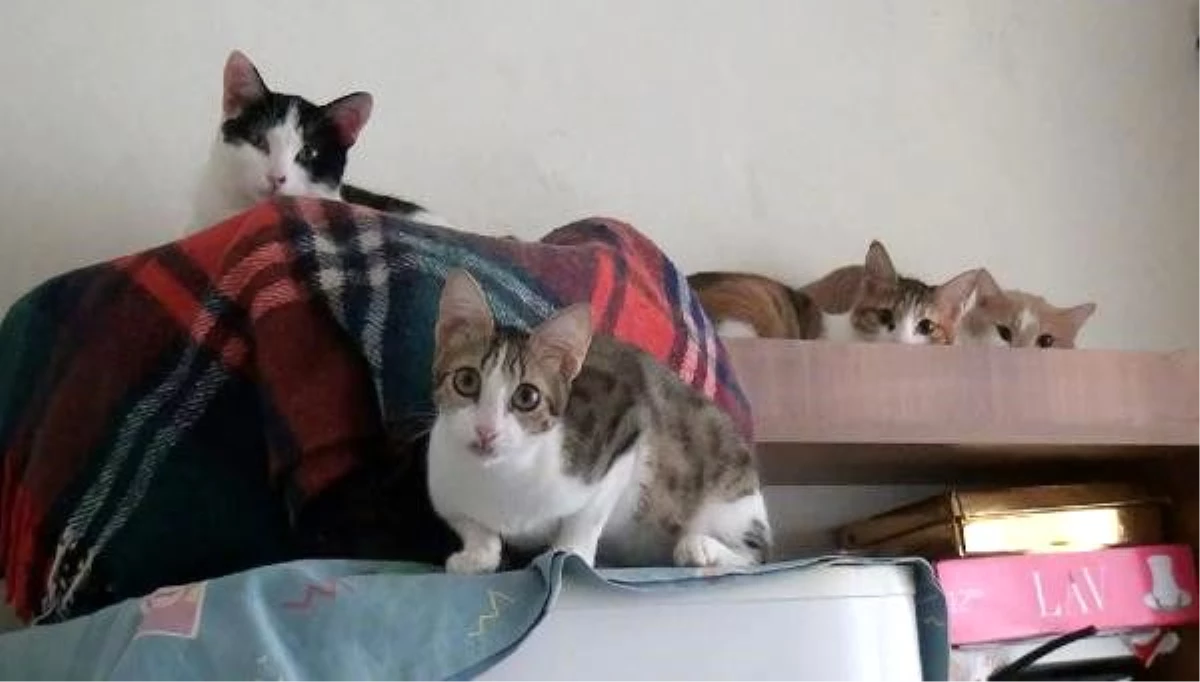 2 odalı evde 17 kedi ile birlikte yaşıyor Haberler