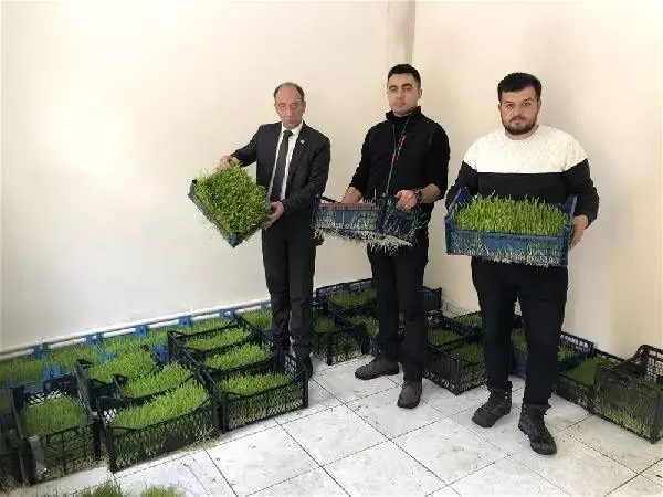Ahırlarda yem üretilecek Ahırlarda yem üretilecek