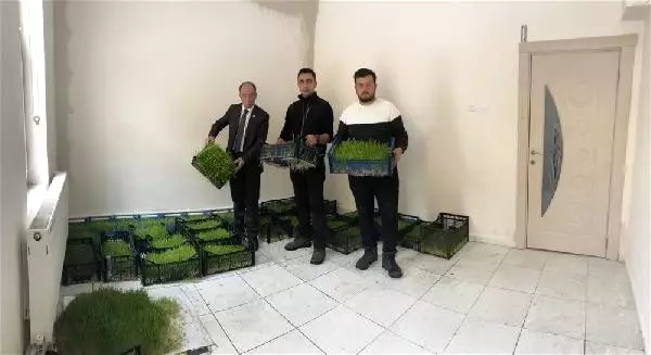 Ahırlarda yem üretilecek Ahırlarda yem üretilecek
