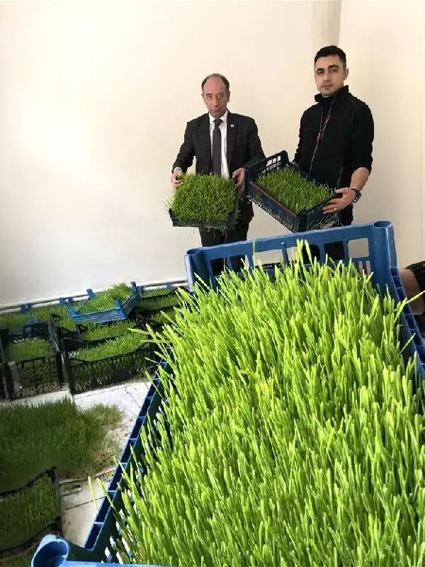 Ahırlarda yem üretilecek Ahırlarda yem üretilecek