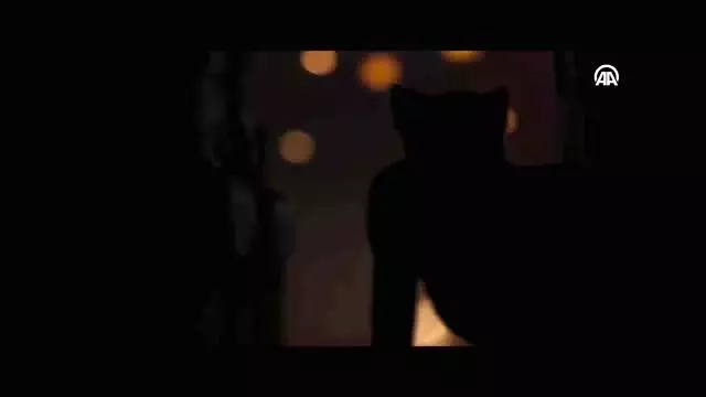 Cats Cats