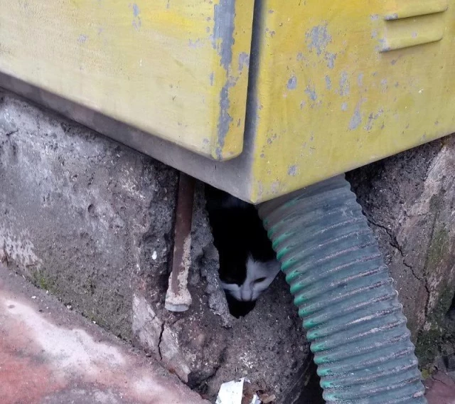 Elektrik trafosuna sıkışan kedi kurtarıldı Haber