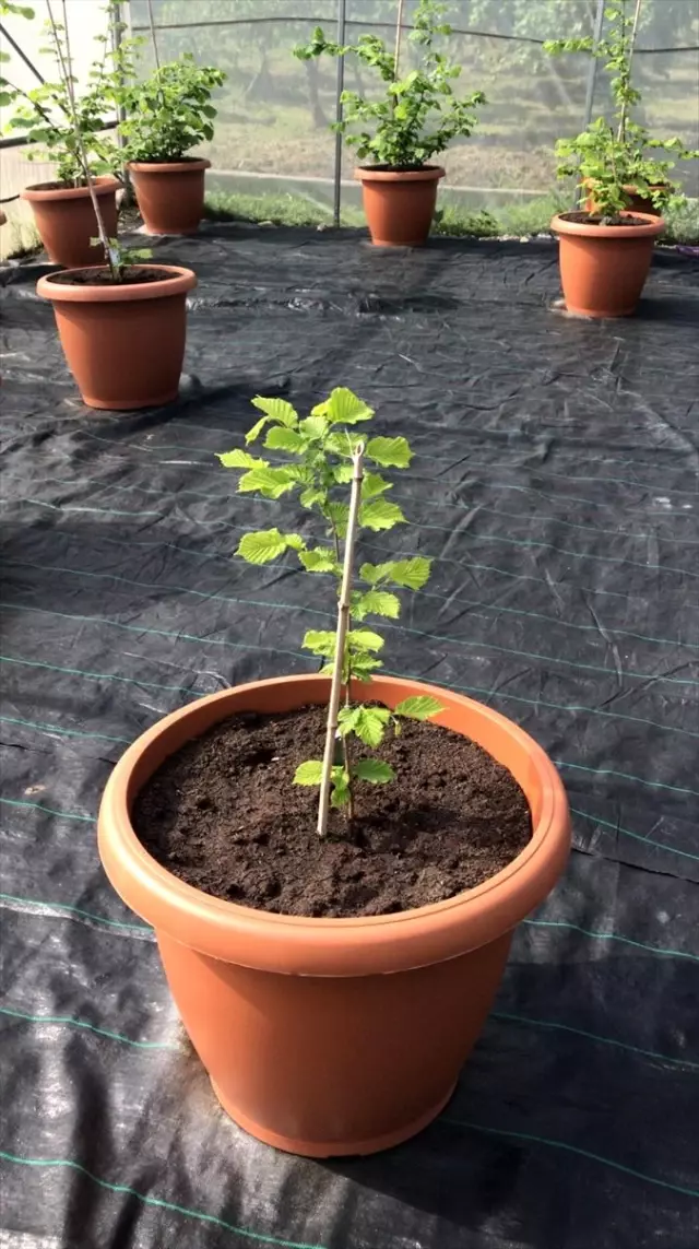 Fındık Araştırma Enstitüsü hastalıklardan arınmış fidanlar üretti Fındık Araştırma Enstitüsü hastalıklardan arınmış fidanlar üretti