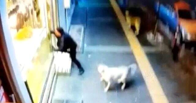 Kars'ta köpekler tehlike saçıyor! Vatandaşlar sokağa çıkmakta korkuyor