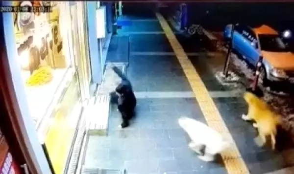 Kars'ta köpekler tehlike saçıyor! Vatandaşlar sokağa çıkmakta korkuyor Kars'ta köpekler tehlike saçıyor! Vatandaşlar sokağa çıkmakta korkuyor