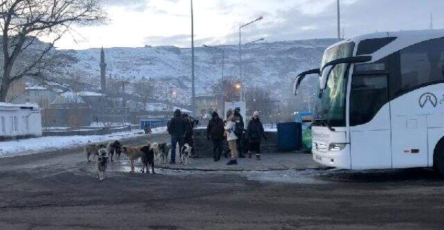 Kars'ta köpekler tehlike saçıyor! Vatandaşlar sokağa çıkmakta korkuyor
