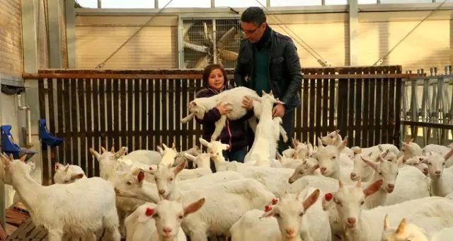 Kızı süt içsin diye kurduğu çiftlikle zincir marketlere girdi Kızı süt içsin diye kurduğu çiftlikle zincir marketlere girdi