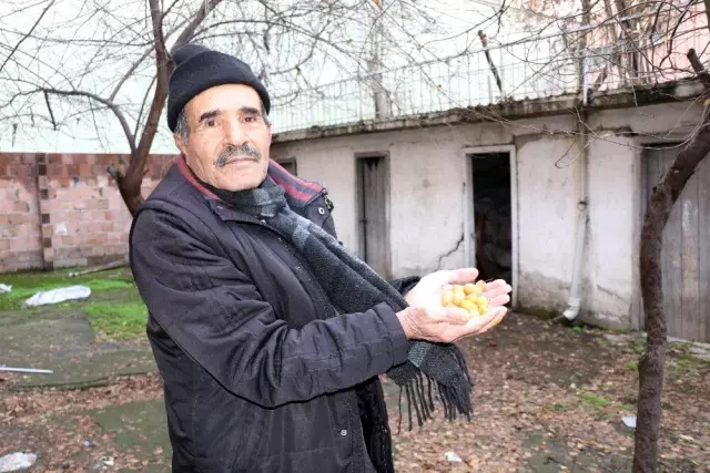 Malatya'da erik ağacı kış ortasında meyve verdi Malatya'da erik ağacı kış ortasında meyve verdi