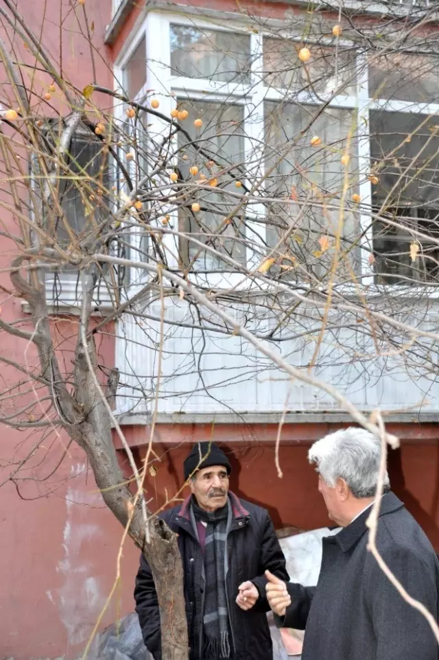 Malatya'da erik ağacı kış ortasında meyve verdi Malatya'da erik ağacı kış ortasında meyve verdi