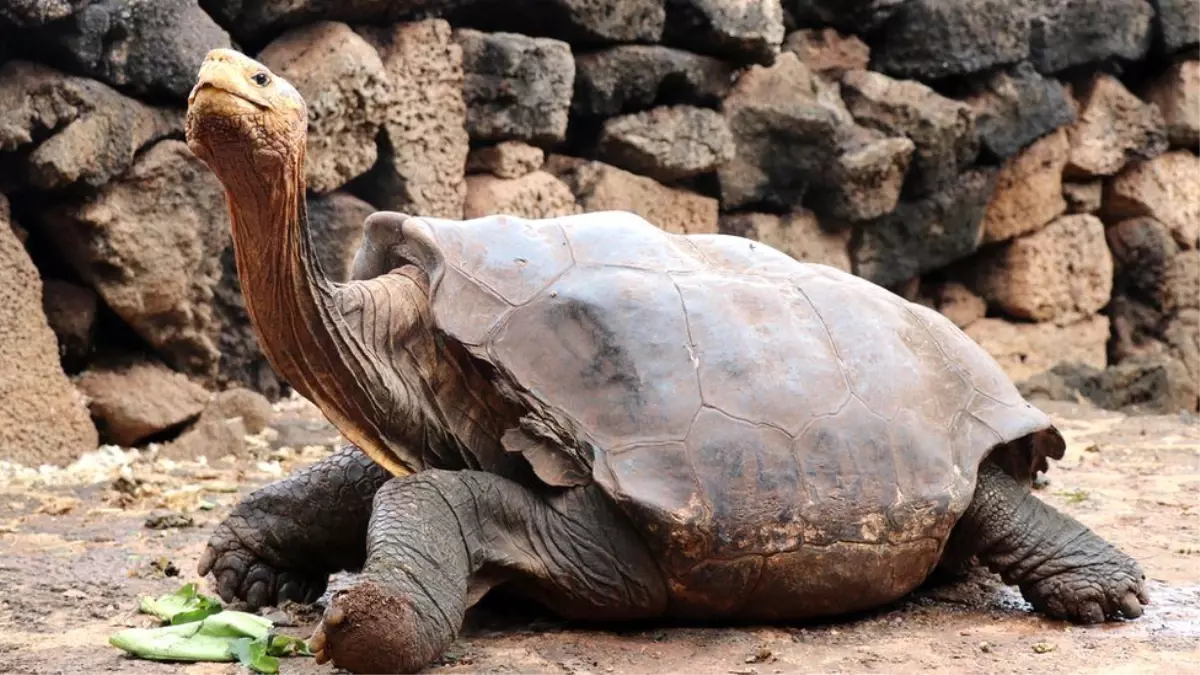 Dev kaplumbağa Diego, Galapagos Adaları'na geri dönüyor