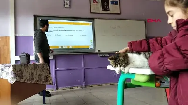 Karaman soğuktan kurtardıkları kedi, sınıfın maskotu oldu Karaman soğuktan kurtardıkları kedi, sınıfın maskotu oldu