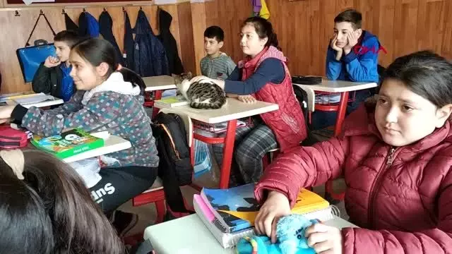 Karaman soğuktan kurtardıkları kedi, sınıfın maskotu oldu Karaman soğuktan kurtardıkları kedi, sınıfın maskotu oldu