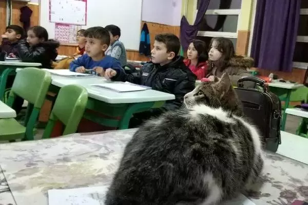 Soğuktan kurtardıkları kedi, sınıfın maskotu oldu Soğuktan kurtardıkları kedi, sınıfın maskotu oldu