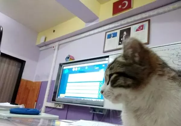 Soğuktan kurtardıkları kedi, sınıfın maskotu oldu Soğuktan kurtardıkları kedi, sınıfın maskotu oldu