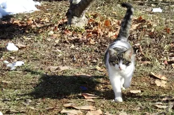Soğuktan kurtardıkları kedi, sınıfın maskotu oldu Soğuktan kurtardıkları kedi, sınıfın maskotu oldu