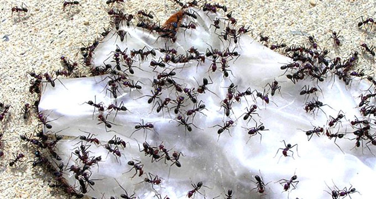 Büyük annenin yemek daveti kabusa dönüştü! Aynı aileden 2'si bebek 10 kişi hastanelik oldu