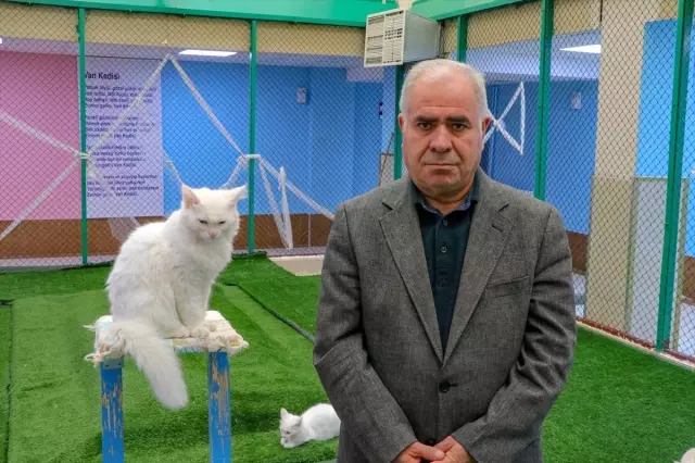 Ödüllü Van kedisi 'Su' ziyaretçilerin ilgi odağı oldu Ödüllü Van kedisi 'Su' ziyaretçilerin ilgi odağı oldu