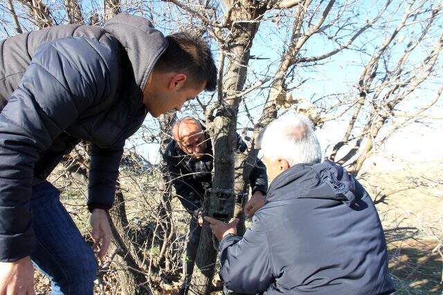 Adıyaman'da 'kırmızı listede' yer alan sırtlan görüntülendi