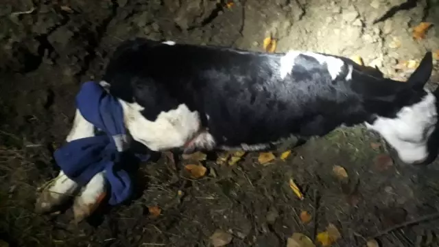 Buzağı hırsızları bekçilere yakalandı
