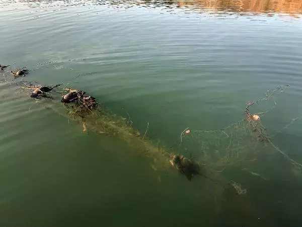 Sapanca gölünde 'hayalet ağ' katliamı! Çok sayıda ördek ve balık telef oldu Sapanca gölünde 'hayalet ağ' katliamı! Çok sayıda ördek ve balık telef oldu
