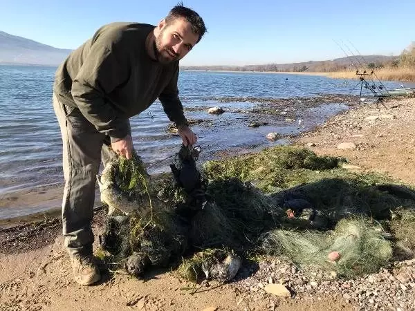 Sapanca gölünde 'hayalet ağ' katliamı! Çok sayıda ördek ve balık telef oldu Sapanca gölünde 'hayalet ağ' katliamı! Çok sayıda ördek ve balık telef oldu