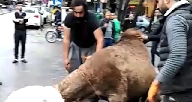 Sokak ortasında deve kesen kasap, bu kezde tekmeli, yumruklu, sopalı kavgayla gündeme geldi