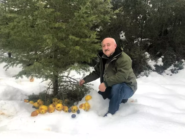 Antalya'da yaban hayatı kış yemlemesi