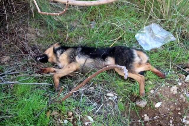Antalya kendisine saldırdığını öne sürdüğü köpeği bıçaklayarak öldürdü