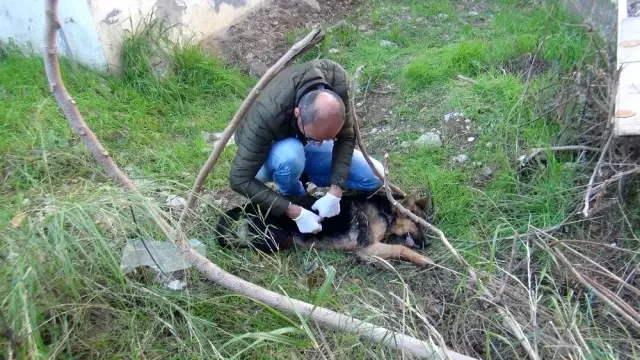 Köpeği bıçaklayarak öldüren adamın savunması şaşırttı