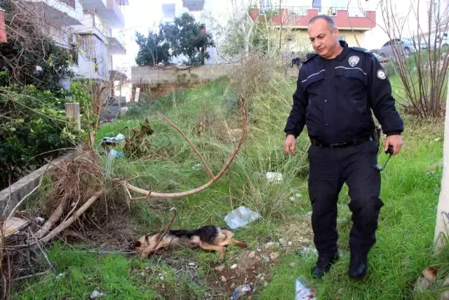 Köpeği bıçaklayarak öldüren adamın savunması şaşırttı Köpeği bıçaklayarak öldüren adamın savunması şaşırttı