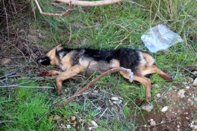 Köpeği bıçaklayarak öldüren adamın savunması şaşırttı Köpeği bıçaklayarak öldüren adamın savunması şaşırttı